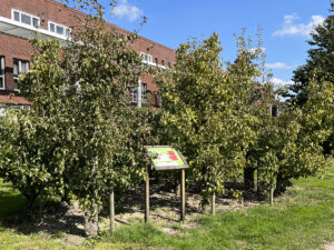 Van Maanenerf Veenendaal